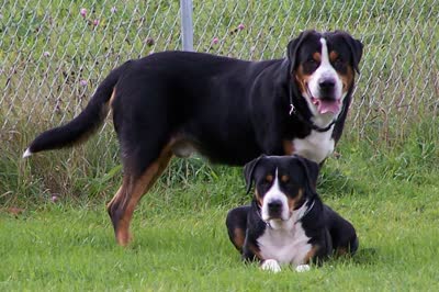 大瑞士山地犬-品系百科