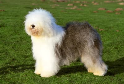 古代英国牧羊犬-品系百科