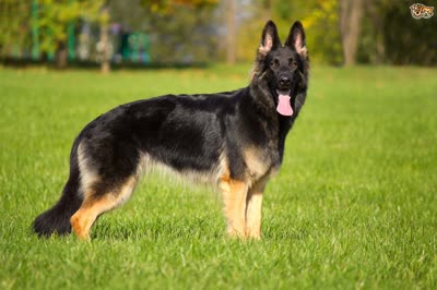 德国牧羊犬-品系百科