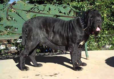 那不勒斯獒-品系百科