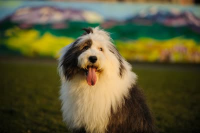 古代英国牧羊犬-品系百科