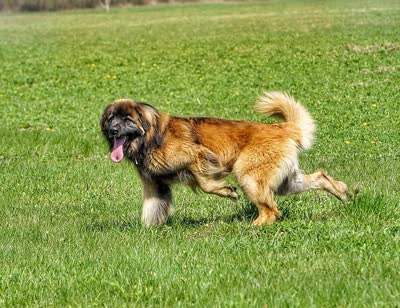 兰波格犬-品系百科