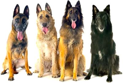 比利时牧羊犬-品系百科 比利时牧羊犬-品系百科