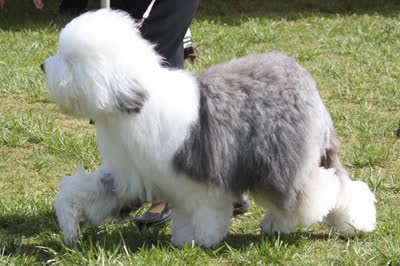古代英国牧羊犬-品系百科