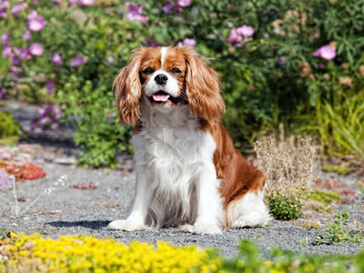 骑士查理王小猎犬-品系百科