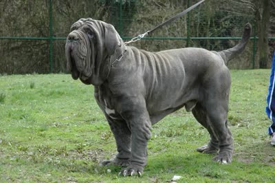 那不勒斯獒-品系百科