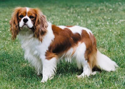 骑士查理王小猎犬-品系百科 骑士查理王小猎犬-品系百科