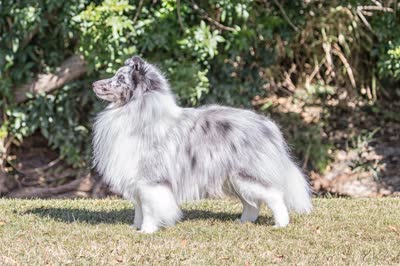 喜乐蒂牧羊犬-品系百科
