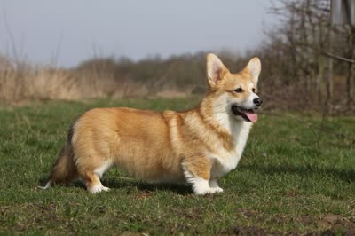 彭布罗克威尔士柯基犬-品系百科