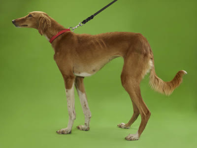 格雷伊猎犬-品系百科