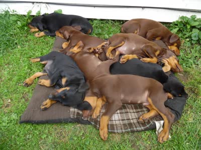 杜宾犬-品系百科