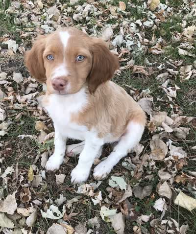 布列塔尼犬-品系百科