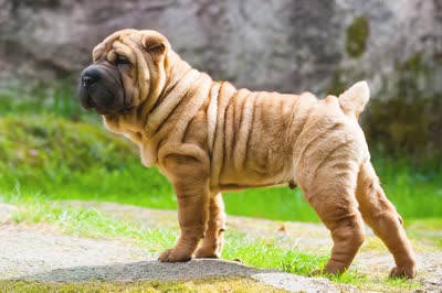 中国沙皮犬-品系百科