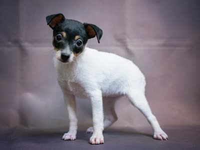 玩具猎狐梗-品系百科