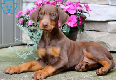 杜宾犬-品系百科