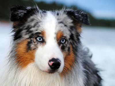 澳大利亚牧羊犬-品系百科