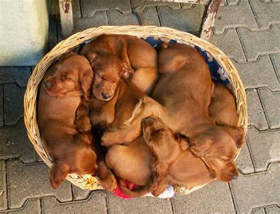 爱尔兰雪达犬-品系百科