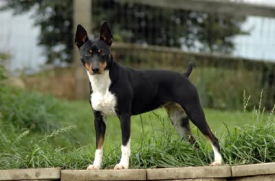 捕鼠梗犬-品系百科