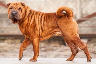 中国沙皮犬-品系百科