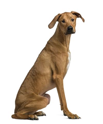 罗得西亚脊背犬-品系百科