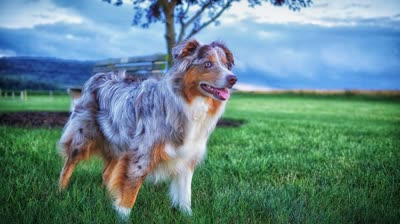 澳大利亚牧羊犬-品系百科
