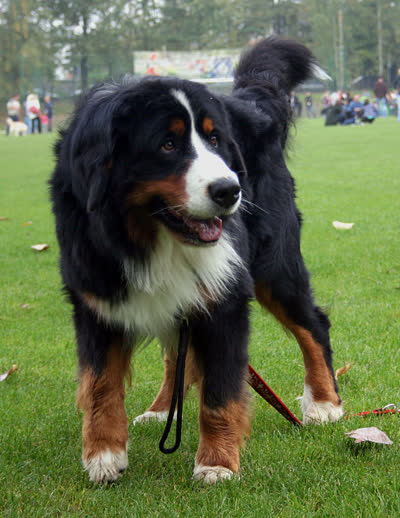 伯恩山犬-品系百科