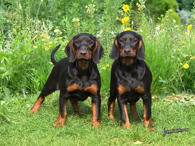 黑褐猎浣熊犬-品系百科