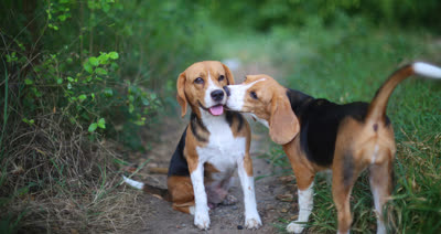 比格猎犬-品系百科