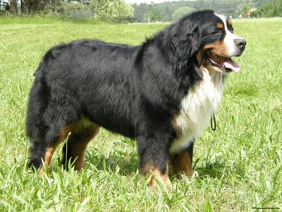 伯恩山犬-品系百科