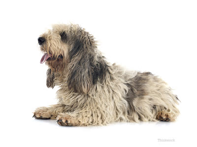 迷你贝吉格里芬凡丁犬-品系百科