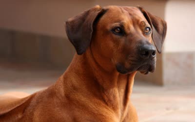 罗得西亚脊背犬-品系百科
