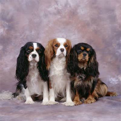 骑士查理王小猎犬-品系百科