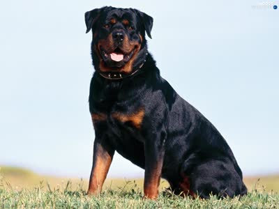 罗威纳犬-品系百科
