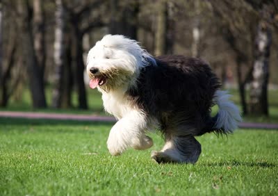 古代英国牧羊犬-品系百科