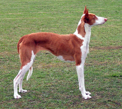 伊比赞猎犬-品系百科
