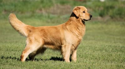 金毛寻回犬-品系百科