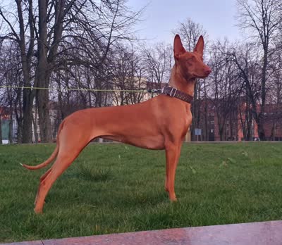 法老王猎犬-品系百科