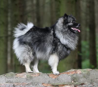 荷兰毛狮犬-品系百科
