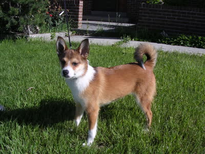 挪威伦德猎犬-品系百科