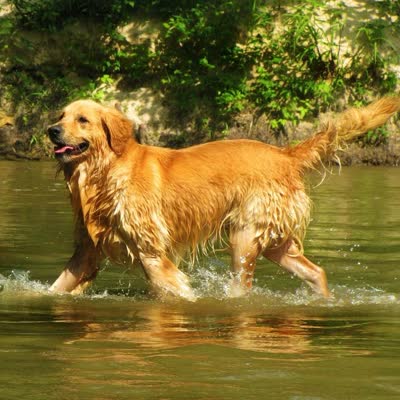 金毛寻回犬-品系百科