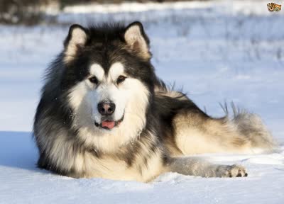 阿拉斯加雪橇犬-品系百科