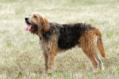 猎水獭犬-品系百科