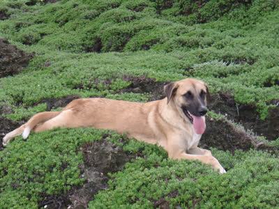 安纳托利亚牧羊犬-品系百科