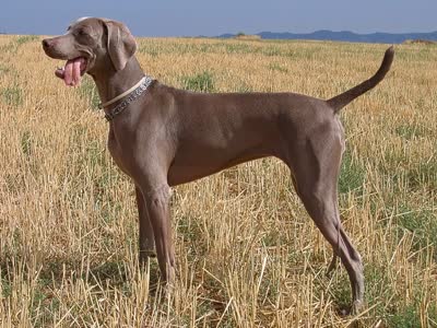 威玛犬-品系百科