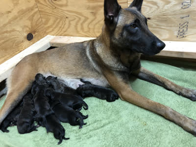 比利时马林诺斯犬-品系百科