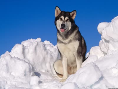阿拉斯加雪橇犬-品系百科