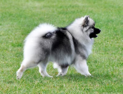 荷兰毛狮犬-品系百科