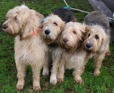 猎水獭犬-品系百科