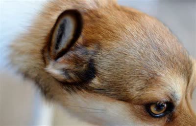 挪威伦德猎犬-品系百科