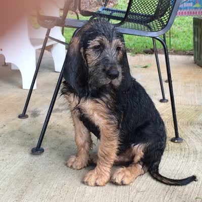 猎水獭犬-品系百科